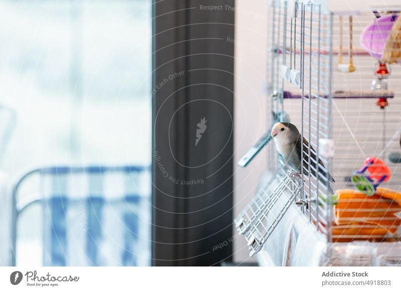 Nahaufnahme eines Sittichs im Käfig Haustier heimisch Papagei Vogel Accessoire vereinzelt heimwärts Vogelkäfig Tier Gerät pendeln Symbol Zubehör Voliere wellig