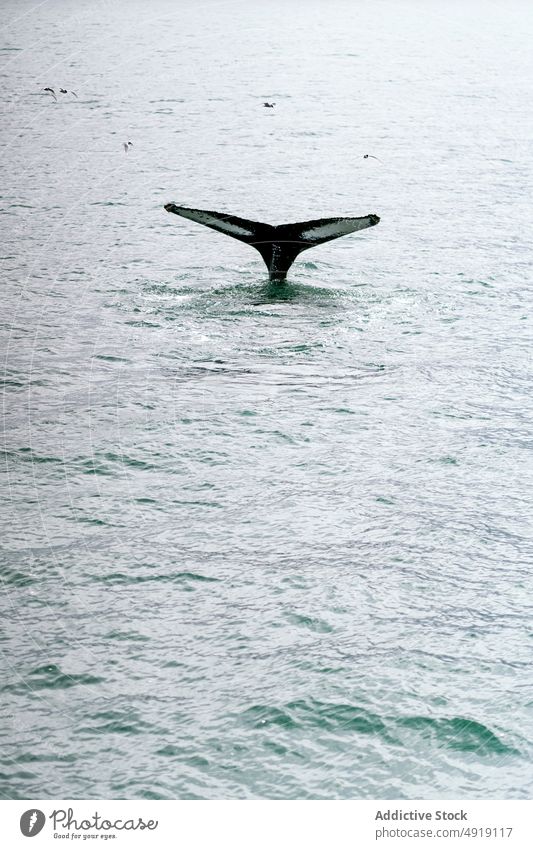 Wal schwimmt in welligem Meer unter bewölktem Himmel Buckelwal MEER schwimmen marin Natur Tier Fauna Ozeanographie Tierwelt malerisch Energie aqua Flosse
