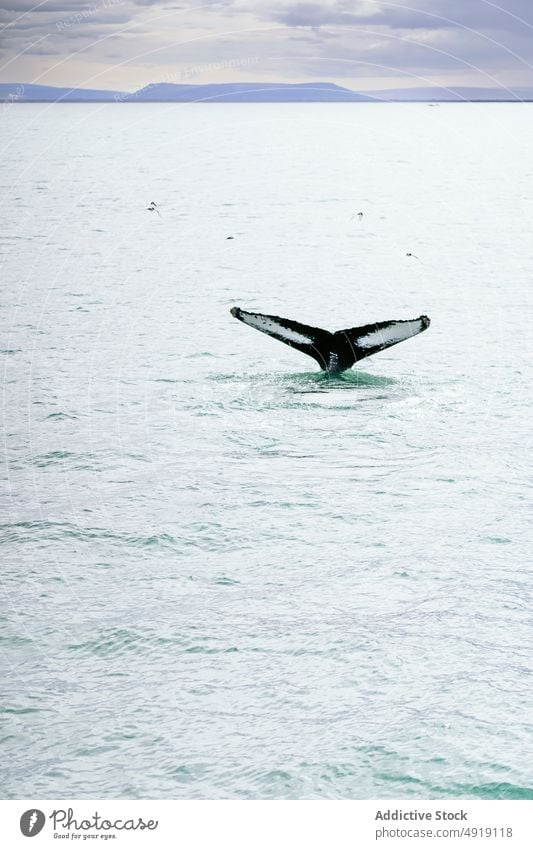 Wal schwimmt in welligem Meer unter bewölktem Himmel Buckelwal MEER schwimmen marin Natur Tier Fauna Ozeanographie Tierwelt malerisch Energie aqua Flosse
