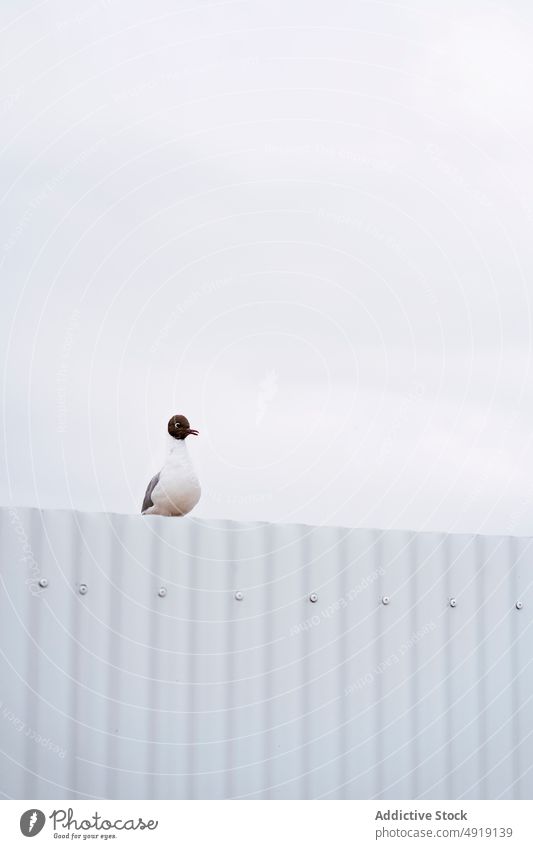 Franklins Möwe sitzend auf Wand in der Natur Vogel Lebensraum Zaun Kreatur Ornithologie Gefieder Bargeld Leucophaeus pipixcan Island niedlich bezaubernd