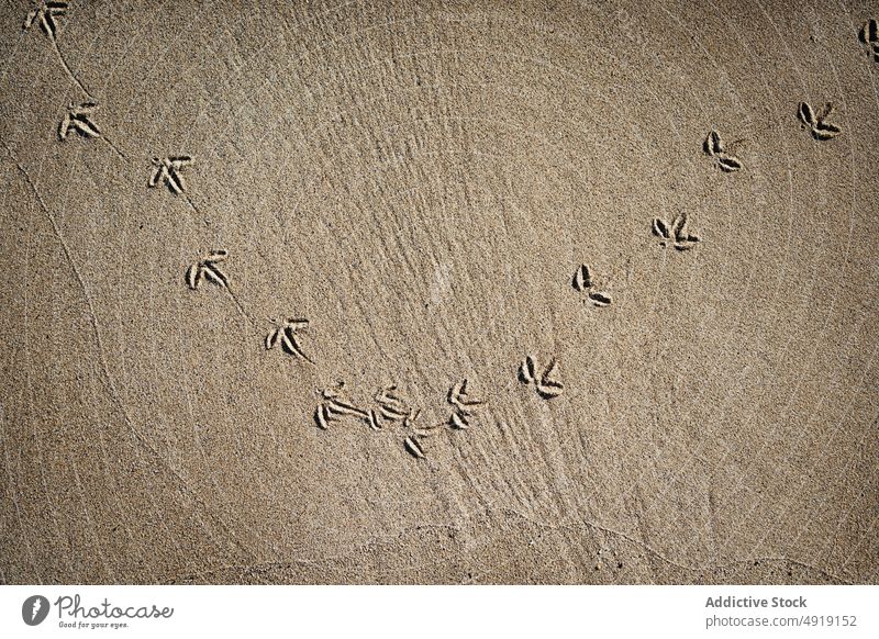 Fußabdrücke von Vögeln auf sandigem Boden Vogel Fußspur Mark Spur Sand Ufer Küste Strand Natur Lebensraum Island malerisch Gegend Meeresufer Seeküste