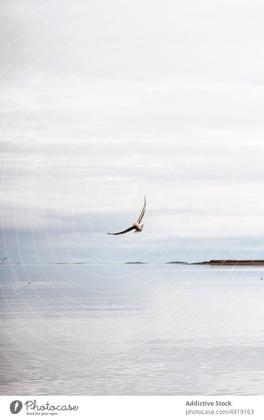 Möwe fliegt über das Meer am Morgen Fliege MEER wolkig Himmel Wasser Wetter Vogel marin Island Seevogel Tierwelt dumpf bedeckt schweben Ornithologie Rippeln