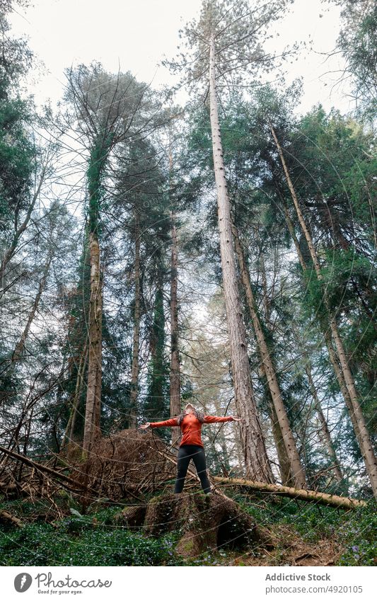 Tourist genießt Freiheit im Nadelwald Frau Baum Wald Arme ausbreiten genießen Natur sorgenfrei Ausflug Wochenende Landschaft Sommer Reise Wälder Reisender