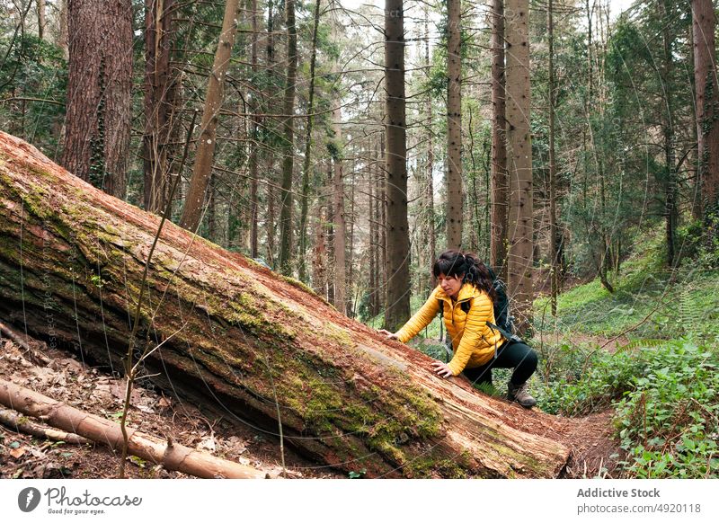 Frau klettert auf umgestürzten Baumstamm Aufstieg Kofferraum Wald erkunden Wanderer Wochenende Aktivität Abenteuer jung Erwachsener brünett Reise Backpacker