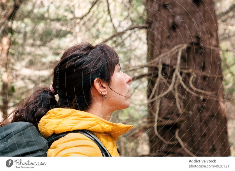 Weiblicher Reisender erkundet Wald Frau erkunden Ausflug bewundern Baum nadelhaltig Oberbekleidung Natur Wochenende Rucksack Waldgebiet Sommer Wälder Abenteuer