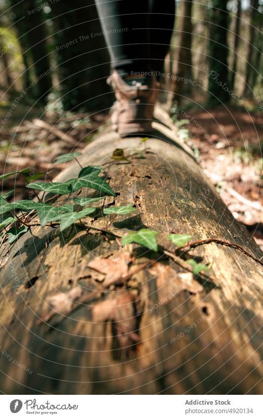 Anonyme Frau balanciert auf einem Baumstamm in einem Waldstück Spaziergang Kofferraum Gleichgewicht erkunden Wochenende Natur Abenteuer Wälder Wanderung