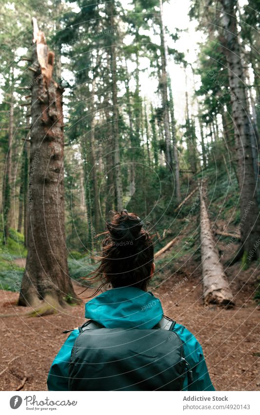Unbekannte Reisende erkundet den Wald Frau erkunden Spaziergang Ausflug Reisender bewundern Baum nadelhaltig Natur Wochenende Rucksack Waldgebiet Sommer Wälder