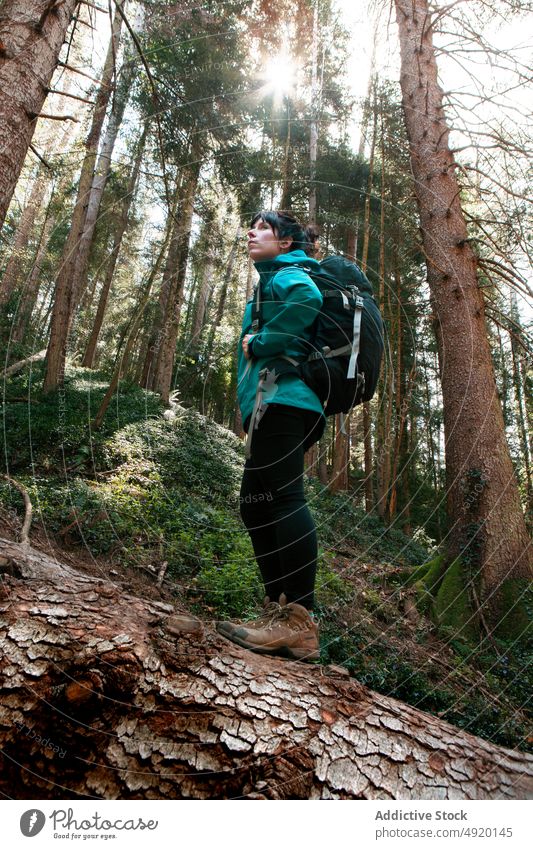 Frau läuft auf Baumstamm im Wald Tourist Spaziergang Kofferraum Gleichgewicht Wochenende erkunden Oberbekleidung Natur reisen sich[Akk] entspannen Wälder Saison