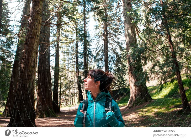 Weiblicher Reisender erkundet Wald Frau erkunden Ausflug bewundern Baum nadelhaltig Oberbekleidung Natur Wochenende Rucksack Waldgebiet Sommer Wälder Abenteuer