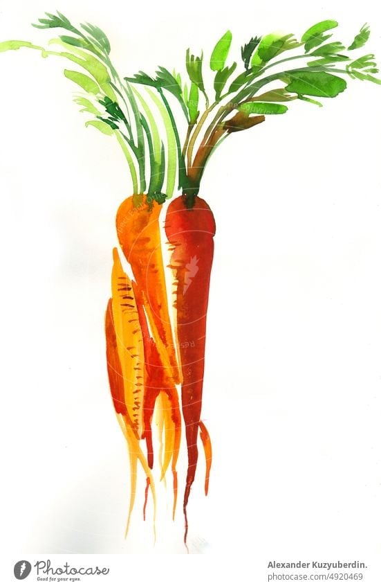 Ein Haufen Karotten. Aquarellmalerei Möhre vegetabilse Veggie Lebensmittel lecker Veganer Vagetarier Gesundheit Wurzeln Kunst Kunstwerk Hintergrund Karikatur