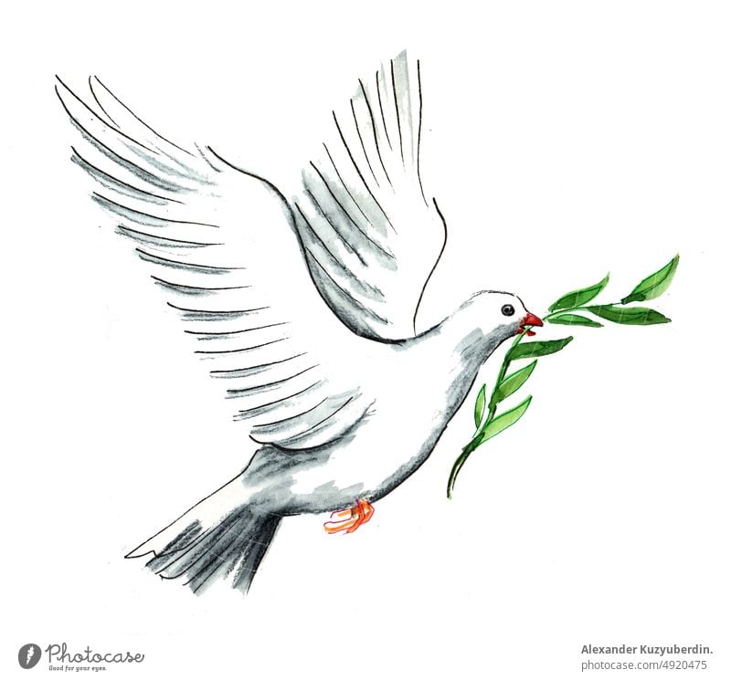 Fliegende weiße Taube mit Olivenzweig. Tusche- und Aquarellzeichnung Frieden synbol Flügel fliegen weißer Vogel Kunst Kunstwerk Hintergrund Karikatur Clip-Art