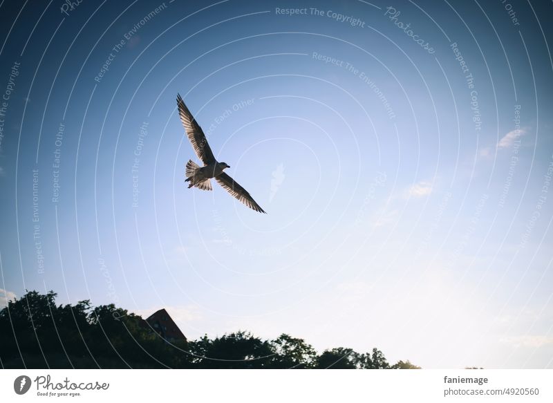 Möwenfreiheit Himmel blau Freiheit fliegen Anflug Tierfotografie Froschperspektive Flügel ausbreiten Schweben gleiten Küste Sommerurlaub weite Sommerzeit Usedom