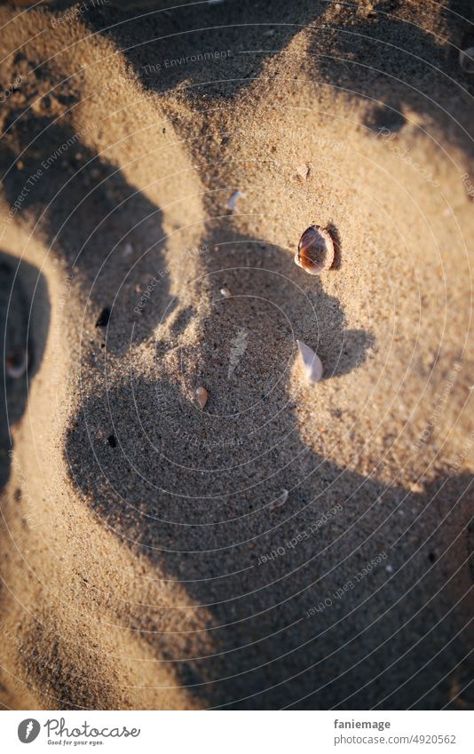sanfter Sand sandig Sandstrand Muschel MEER Meeresküste weich Wellenform Muschelschale Schatten Schattenspiel Sandkörner Küste Usedom Sommerurlaub Sommerzeit