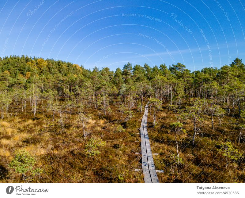 Hölzerne Wanderwege in Sümpfen Moor Wald Herbst fallen Sumpfgebiet Antenne wandern Estland Nachlauf Natur Landschaft Baum im Freien Wetter Umwelt Saison reisen