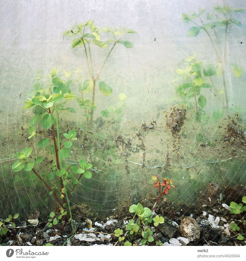 Im Versteck Pflanze Sträucher geheimnisvoll Sonnenlicht verschwommen Glas Fenster hinter Glas Glaswand Glasscheibe Innenaufnahme verborgen transparent wachsen