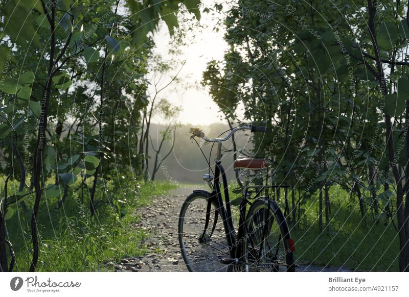 Stehendes Fahrrad vor einem Waldweg 3D-Rendering Aktivität Abenteuer Radfahren verschwommen Konzept Textfreiraum Landschaft Fahrradfahren Genuss Freiheit Gras