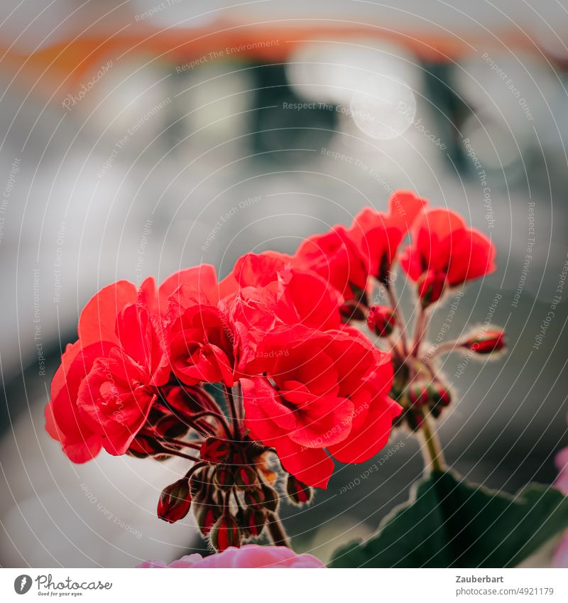 Rote Geranie mit Blüten und Knospen rot Balkon Pflanze Balkonpflanze Blume Blühend Schwache Tiefenschärfe Natur Garten blühen