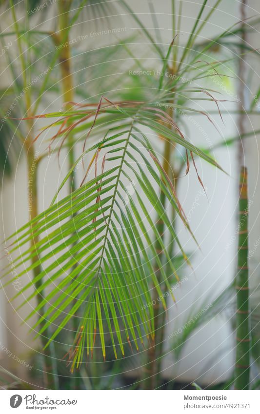 Palmenblätter Blätter schön Zimmerpflanze Botanik Dekoration & Verzierung botanisch Blatt Garten Topfpflanze natürlich Wachstum grün Natur Pflanze exotisch