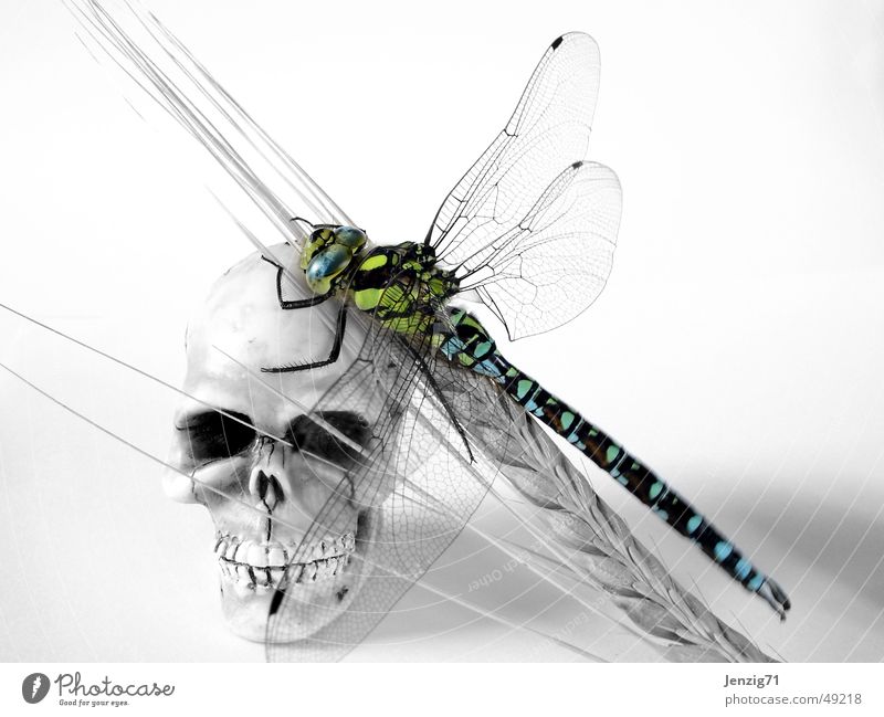 Leben und Tod. Libelle Ähren Insekt Mosaikjungfer Paddel Schädel Korn death