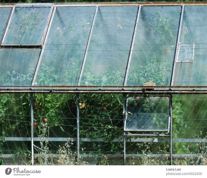 Tiefgrün: im Gewächshaus reifen Tomaten, davor macht sich Unkraut breit Sommer Sonne sonnig Glas Treibhaus Glasscheiben Wachstum Wildwuchs wachsen frisch