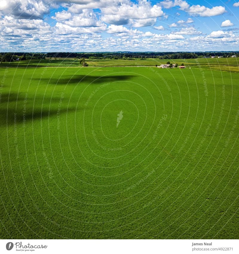 Landwirtschaftliches Feld im ländlichen Wisconsin im Sommer Horizont sonnig natürlich Natur Korn Hintergrund Ackerbau Mais Dröhnen Wachstum im Freien Umwelt