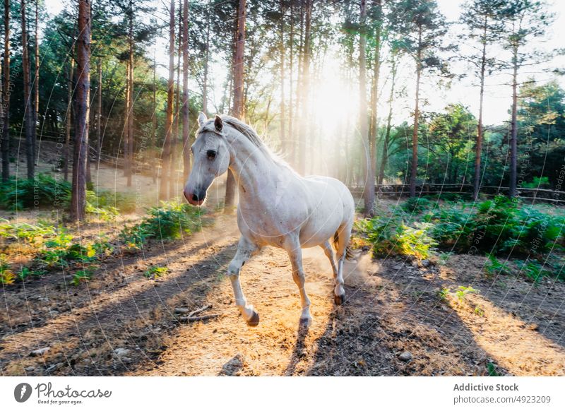 Weiße Pferde grasen auf einem Feld gegen die Sonne, die durch die Zweige im Wald scheint Natur Berge u. Gebirge wild Sonnenstrahlen Rochen Umwelt Weide Tier