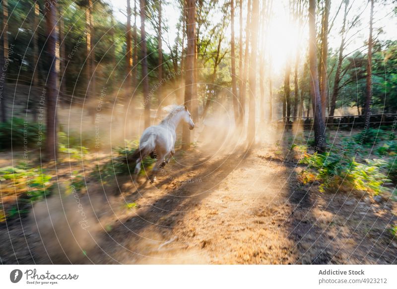 Weiße Pferde grasen auf einem Feld gegen die Sonne, die durch die Zweige im Wald scheint Natur Berge u. Gebirge wild Sonnenstrahlen Rochen Umwelt Weide Tier