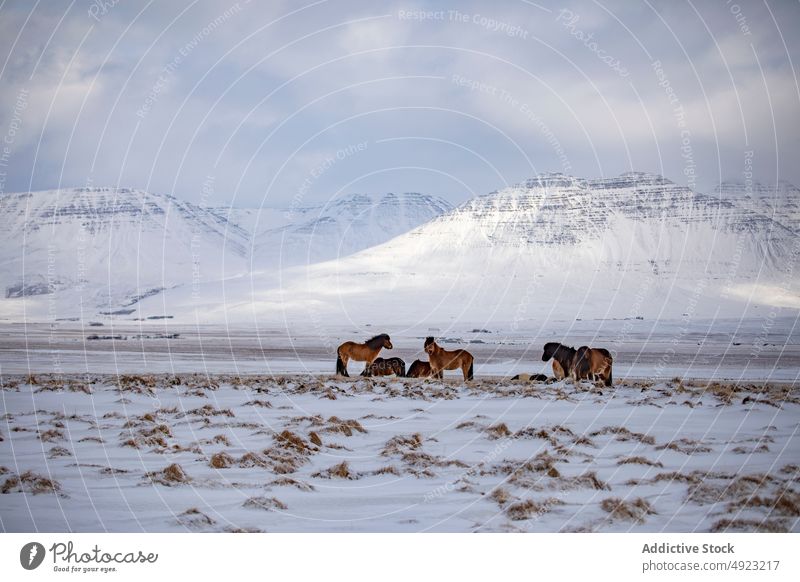 Pferde grasen im verschneiten Tal in den Bergen weiden Winter Herde Berge u. Gebirge Weide Tier wild Wiese Island Natur Schnee Islandpferd Landschaft