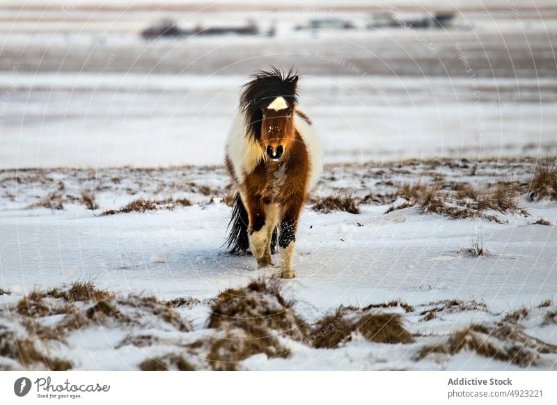 Pferd grasend in verschneitem Tal in den Bergen weiden Winter Berge u. Gebirge Weide Tier wild Wiese Island Natur Schnee Landschaft pferdeähnlich malerisch kalt