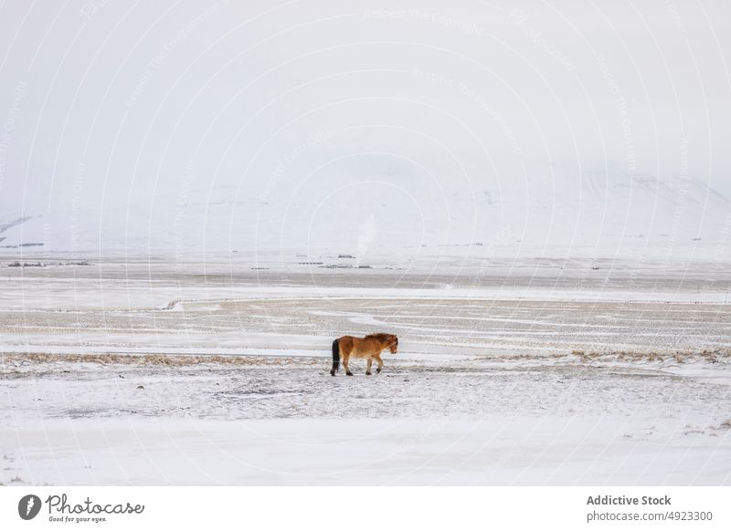 Pferd grasend in verschneitem Tal in den Bergen weiden Winter Berge u. Gebirge Weide Tier wild Wiese Island Natur Schnee Landschaft pferdeähnlich malerisch kalt