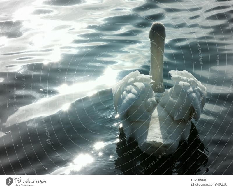 Schwanensee? See Licht Wellen gwässer Sonne Wasser Feder swan lake sun light water waves feather swimming Im Wasser treiben Schwimmen & Baden