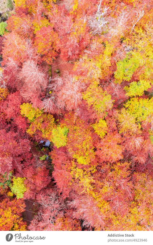 Herbstwald mit bunten Bäumen Wald Baum Wälder Natur Pflanze Waldgebiet wachsen fallen farbenfroh orange gelb rosa braun Laubwerk Flora Umwelt dicht mehrfarbig