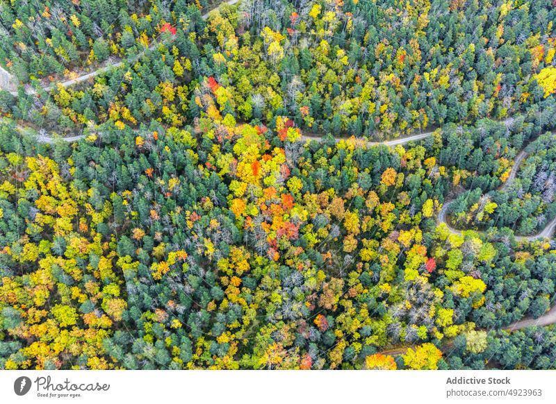 Straße durch dichten Wald Baum Wälder Natur Pflanze Waldgebiet Fahrbahn wachsen wellig eng Flora Route üppig (Wuchs) Weg farbenfroh orange gelb grün Nachlauf