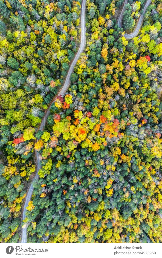 Straße durch dichten Wald Baum Wälder Natur Pflanze Waldgebiet Fahrbahn wachsen wellig eng Flora Route üppig (Wuchs) Weg farbenfroh orange gelb grün Nachlauf