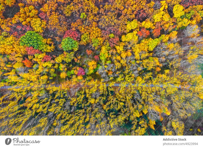 Herbstwald mit bunten Bäumen Wald Baum Wälder Natur Pflanze Waldgebiet wachsen fallen farbenfroh gelb grün orange Laubwerk Flora Umwelt dicht mehrfarbig