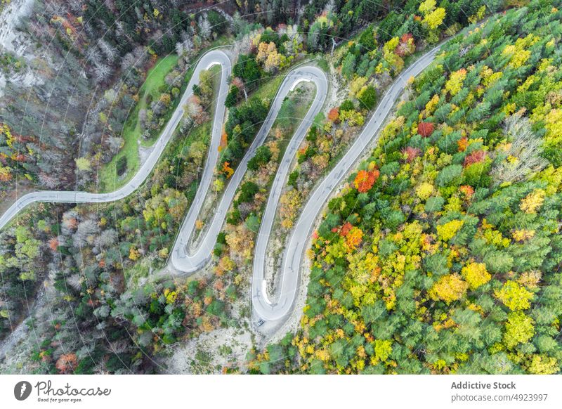 Straße durch dichten Wald Baum Wälder Natur Pflanze Waldgebiet Fahrbahn wachsen wellig Kurve eng Flora Route üppig (Wuchs) Weg farbenfroh orange gelb grün