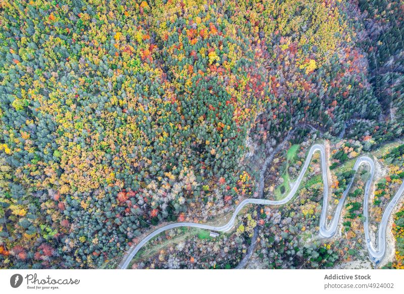 Straße durch dichten Wald Baum Wälder Natur Pflanze Waldgebiet Fahrbahn wachsen wellig Kurve eng Flora Route üppig (Wuchs) Weg farbenfroh orange gelb grün