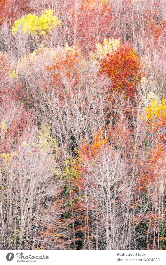 Herbstwald mit bunten Bäumen Wald Baum Wälder Natur Pflanze Waldgebiet wachsen fallen farbenfroh orange gelb braun Laubwerk Flora Umwelt dicht mehrfarbig