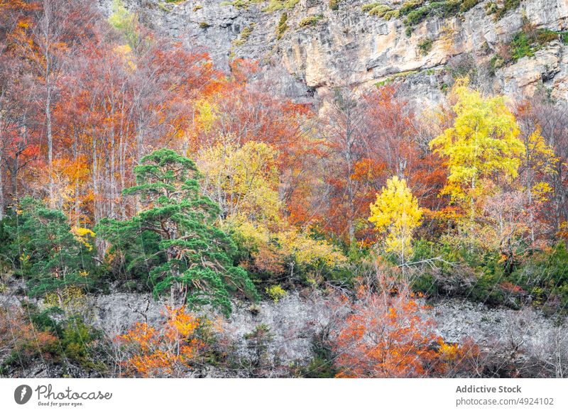 Herbstwald mit bunten Bäumen Wald Baum Wälder Natur Pflanze Waldgebiet wachsen fallen farbenfroh orange gelb grün braun Laubwerk Flora Umwelt dicht mehrfarbig