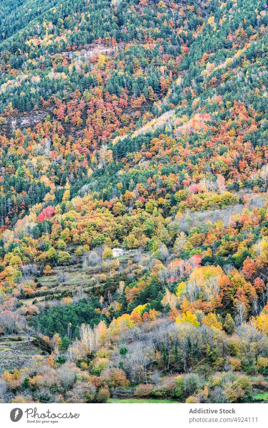 Gebäude umgeben von herbstlichem Wald Herbst Baum Wälder Natur Pflanze Waldgebiet wachsen wohnbedingt fallen verweilen Cottage farbenfroh grün orange gelb braun