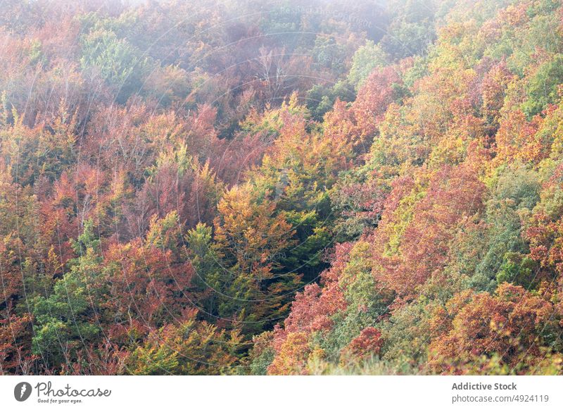 Herbstwald mit bunten Bäumen Wald Baum Wälder Natur Pflanze Waldgebiet wachsen fallen farbenfroh orange gelb grün braun Laubwerk Flora Umwelt dicht mehrfarbig