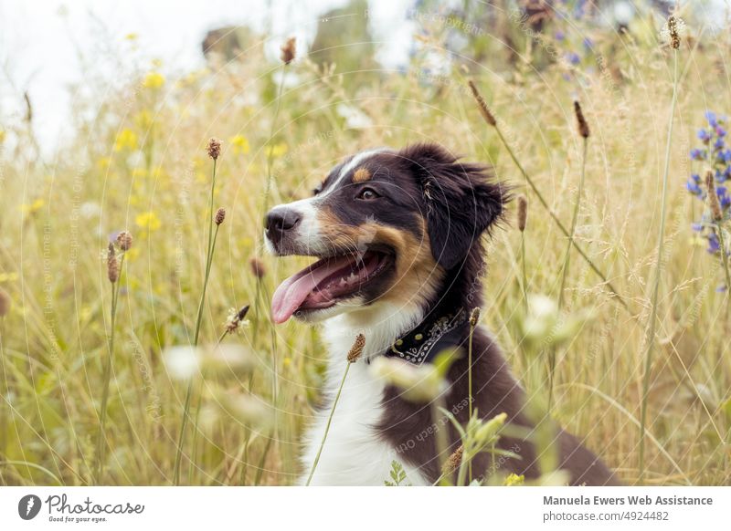 Hund beim Spaziergang in der Natur - Australian Shepherd brav lieb lustig zunge hecheln portrait nahaufnahme feld blumenwiese gras hund haustier bester freund