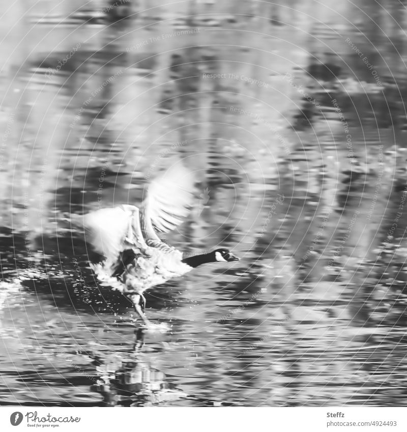 eine Gans läuft übers Wasser Kanadagans Wildgans laufen Eile Wildvogel Anlauf ungewöhnlich Anlauf nehmen Wasserlauf langer Hals Flügelschlag Aktion Wildleben