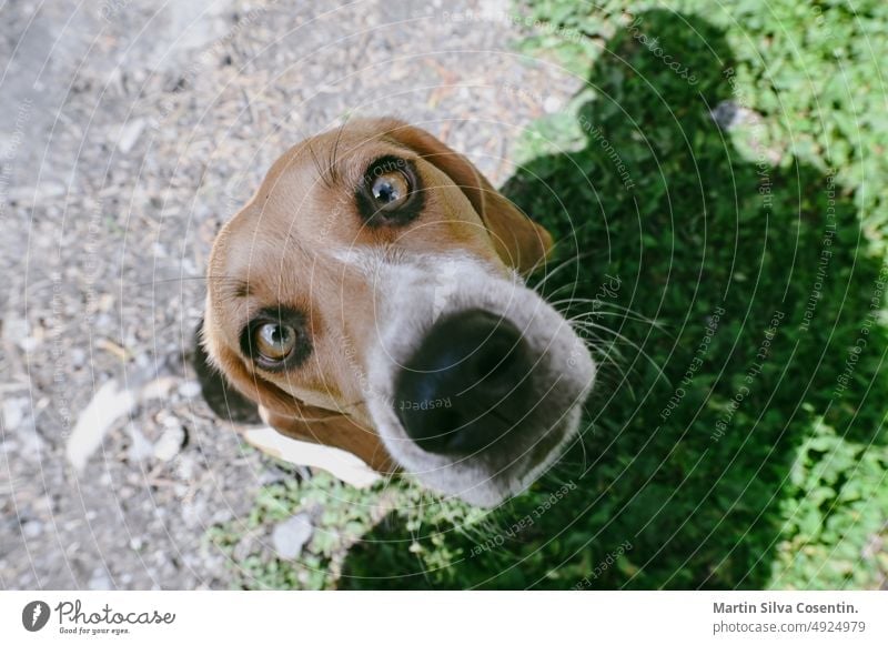 Beagle-Welpe ruht sich auf dem Lager aus bezaubernd Erwachsener Tier Tiere Hintergrund schön züchten braun Eckzahn niedlich Hund Hündchen Hunde heimisch Freunde