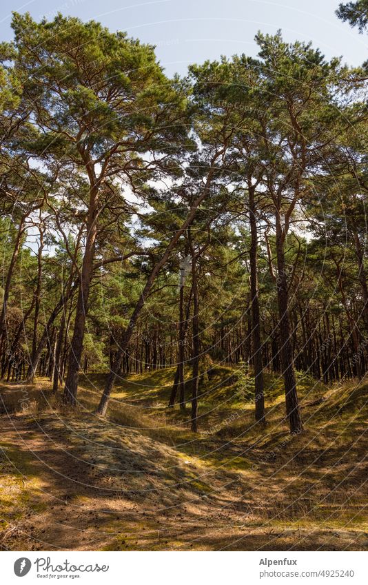 Küstenwald Wald Nadelwald Baum Natur Außenaufnahme Baumstamm Menschenleer friedlich Nadelbaum friedliche Stimmung Farbfoto Pflanze Forstwirtschaft grün Holz