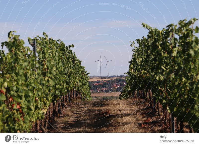 ein Weg führt durch den Weinberg  und lenkt den Blick auf zwei Windkraftanlagen vor blauem Himmel Weinstock Pflanze Nutzpflanze Windrad Landschaft Aussicht