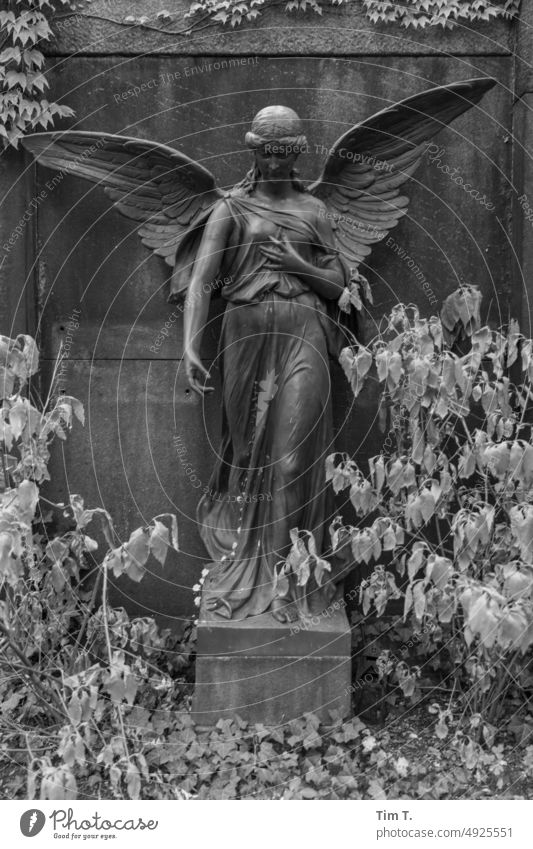 eine Engelsstatue auf einem Friedhof s/w Sommer Berlin Außenaufnahme Schwarzweißfoto Menschenleer Tag b/w bnw