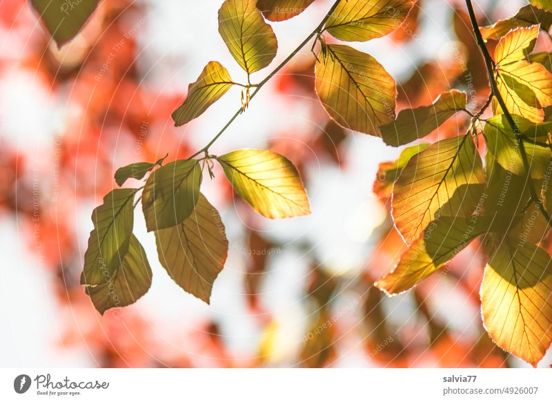 Leuchtender Herbst Blätter Buchenblätter Natur Herbstlaub Herbstfärbung Herbststimmung Herbstfarben Laubwerk Blatt herbstlich Farbfoto leuchten Gegenlicht