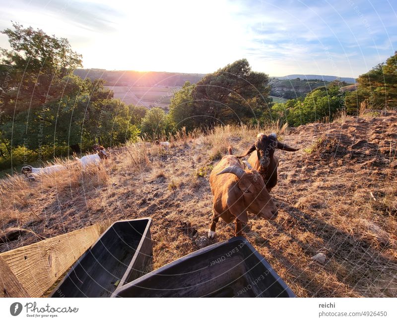 Ziege auf Weide neben einer Tränke im Sonnenuntergang Ziegen Tier Außenaufnahme Farbfoto Blick Blick in die Kamera
