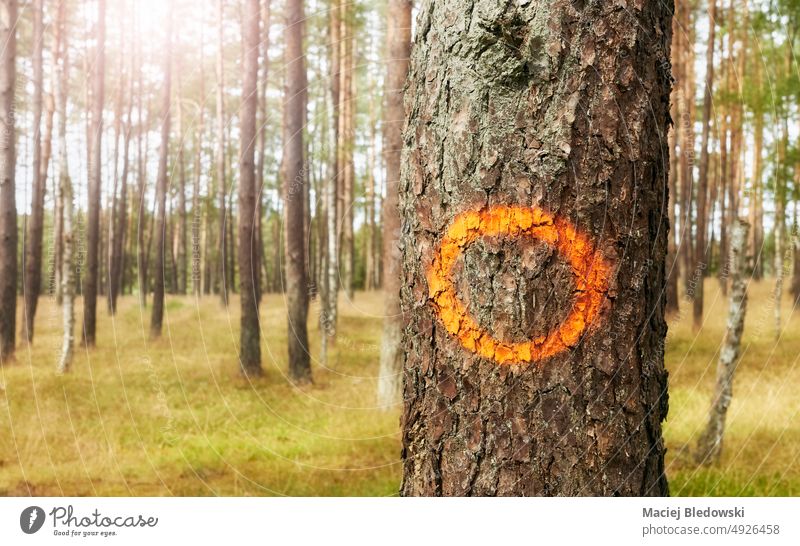 Orangefarbener Kreis auf einem Baumstamm, selektiver Fokus. kreisen orange Wald Ziel Natur Zeichen Konzept gemalt Rinde Hintergrund Kofferraum Wälder Mark